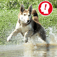 Hunde Fotoshootings | www.online-ticket.de