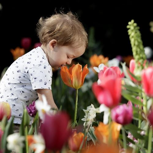 Bustour Keukenhof Image 3